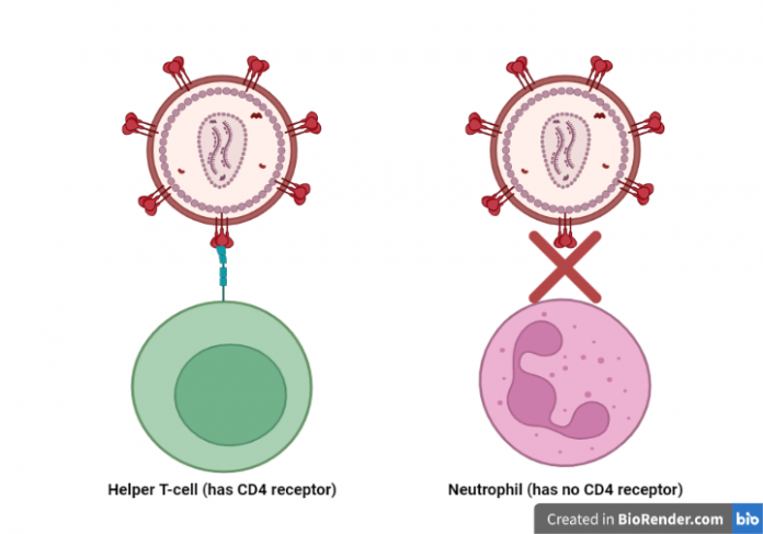 HIV-B, The New HIV Variant Identified In Europe - Microbe Musings