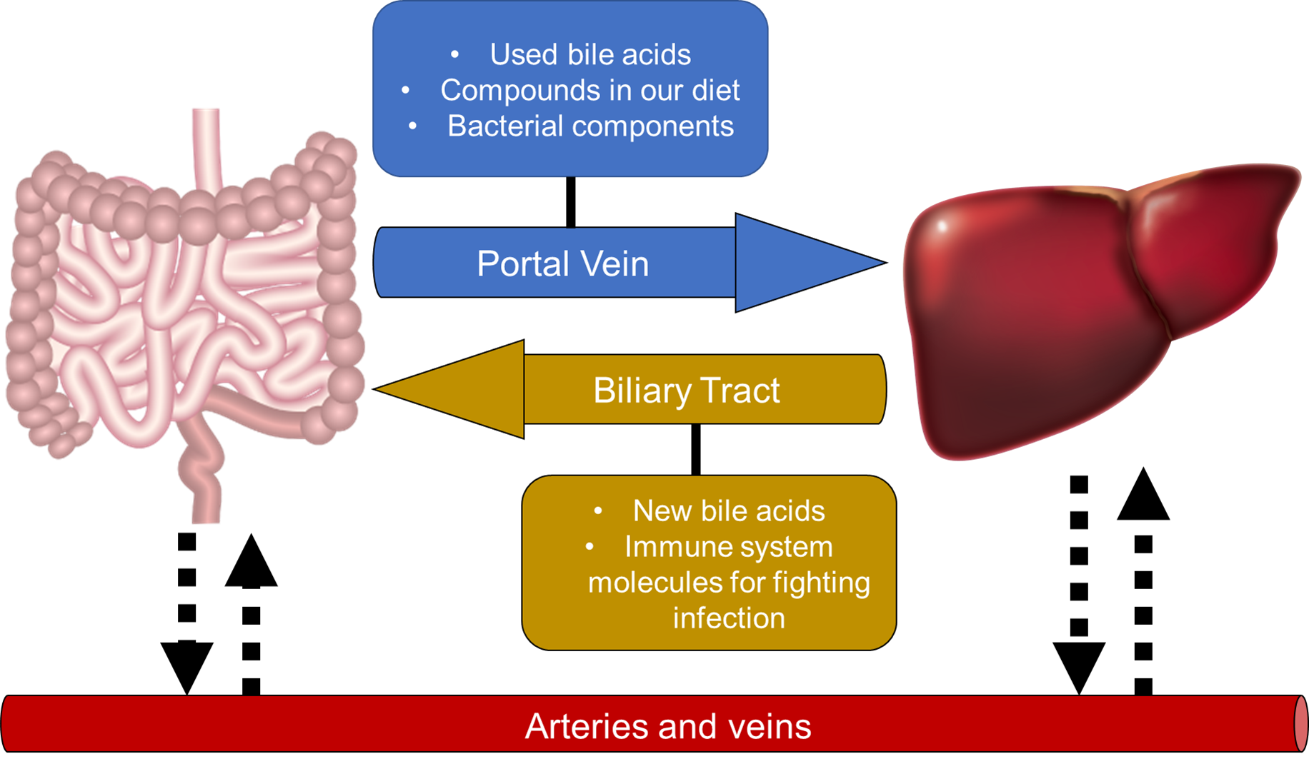 The Gut-liver Axis: One Of The Ways That Your Microbes Keep Your Liver ...