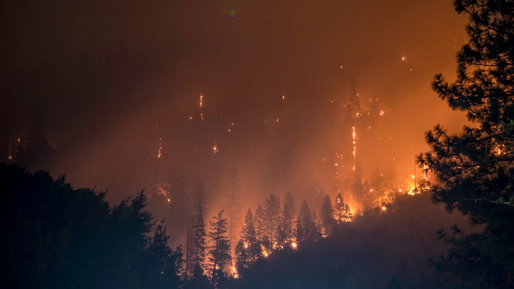 Forest fire raging in the middle of the night amid a background of burning trees.