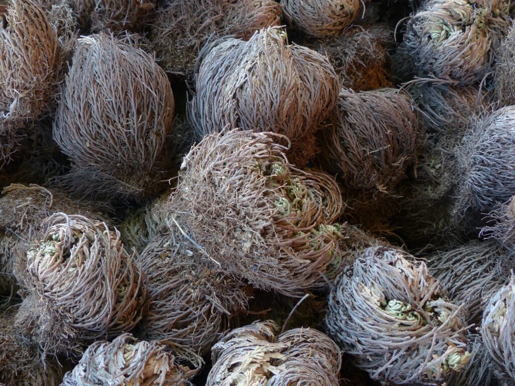A pile of Rose of Jericho plants