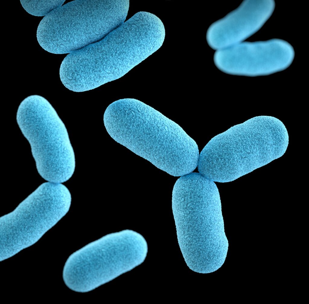 A three-dimensional (3D), computer-generated image, of a group of Gram-positive bacteria called Corynebacterium diphtheriae. The recreation was based on scanning electron microscopic (SEM) imagery. Free to use under the Unsplash license
